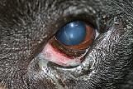 Keratojunctivitis