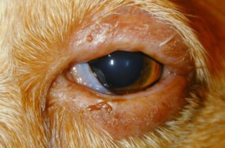 Ontstoken-opgezwollen-oog