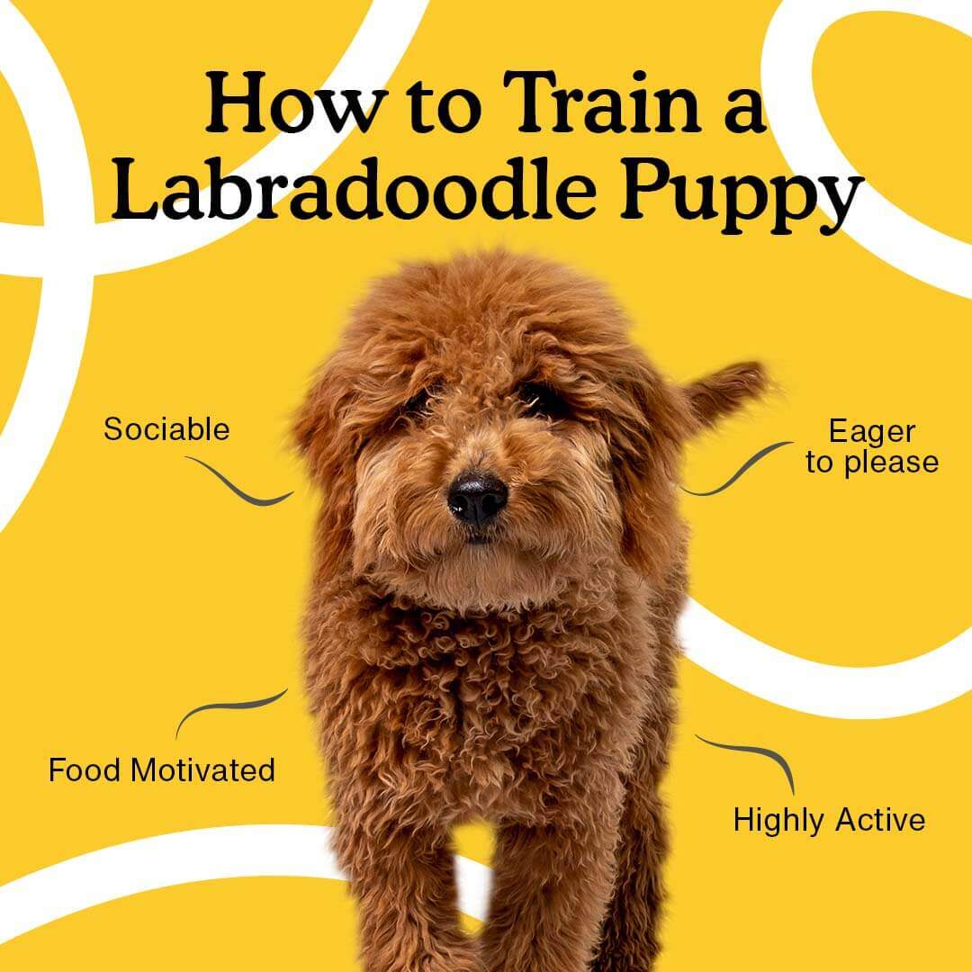Trainen labradoodle pup
