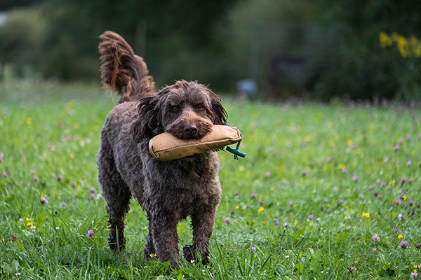 labradoodle-sociaal