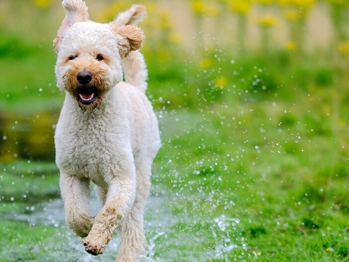 Speelse labradoodle