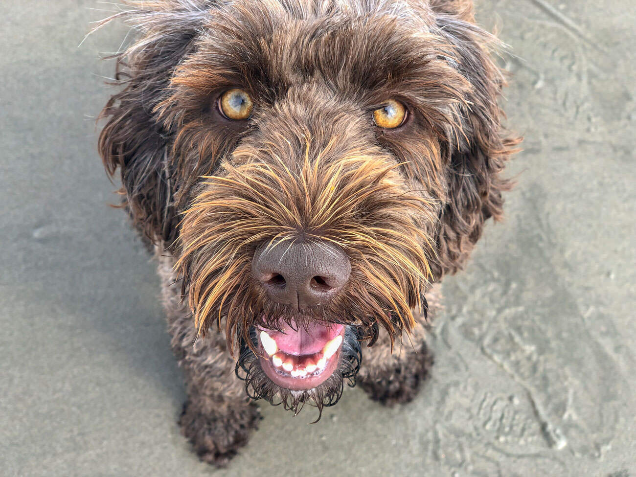 oogverzorging labradoodle