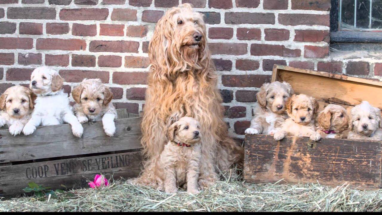 Labradoodle puppy's en de moeder